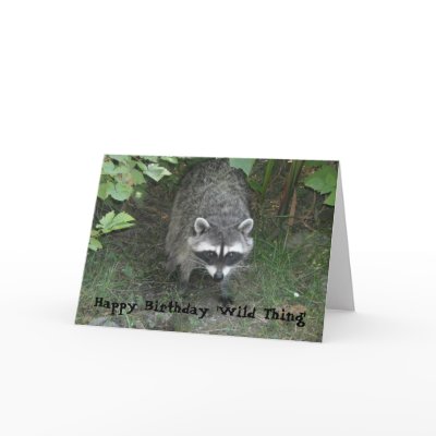 Birthday Greetings - Raccoon Cards by seashell2