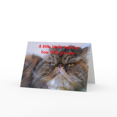 Birthday Humor Calico Persian Kitty Card card