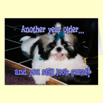 Birthday Humor - Cute Shih-Tzu Puppy cards