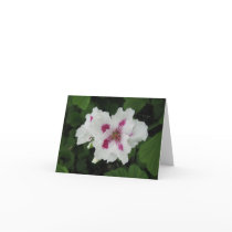 Birthday - Magenta-small Greeting Cards