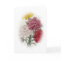 Birthday Pinks - Soft Edged Oval card