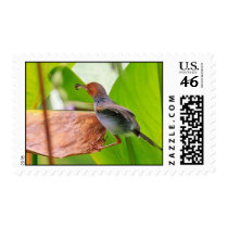 births postage