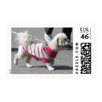 Bishon Frise Dressed Postage Stamp stamps