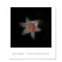 Bishop Photography posters