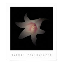 Bishop Photography posters