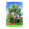 Bismarckia nobilis palm tree, color pencil drawing posters by palmimages Bismarckia nobilis palm tree, color pencil drawing posters