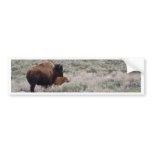 Bison and Calf Bumper Stickers