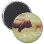 Bison and Calf in Yellowstone 2 Inch Round Magnet