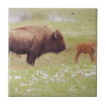Bison and Calf in Yellowstone Ceramic Tile