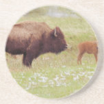 Bison and Calf in Yellowstone Coaster