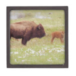 Bison and Calf in Yellowstone Gift Box