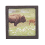 Bison and Calf in Yellowstone Jewelry Box