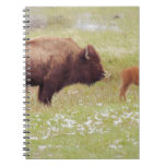 Bison and Calf in Yellowstone Notebook
