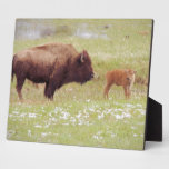Bison and Calf in Yellowstone Plaque
