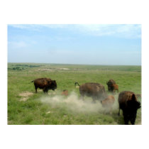 Bison and Calves 07-08-2006 posters by wksimages Bison and Calves 07-08-2006 posters
