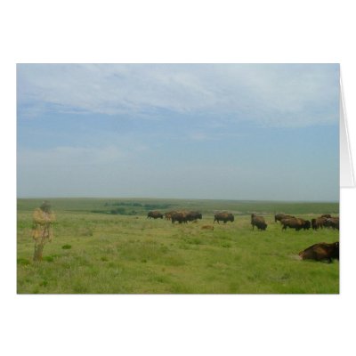 Bison and "ghost" greeting cards by wksimages
