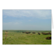 Bison and "ghost" cards by wksimages Bison and "ghost" cards