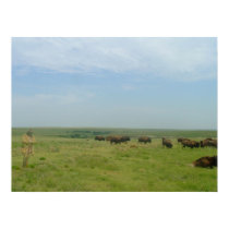 Bison and Ghost posters