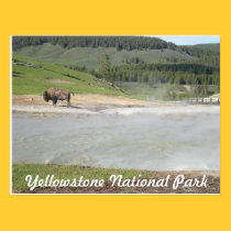 Bison and Hot Spring postcards