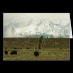 Bison at Grand Teton Card