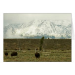 Bison at Grand Teton Card