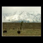 Bison at Grand Teton Postcard
