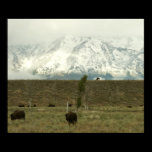 Bison at Grand Teton Poster Print
