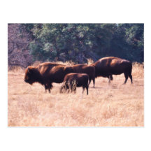 Bison at LBJ Park Post Card