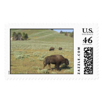 Bison at Yellowstone National Park postage
