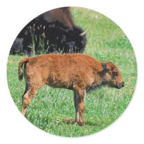 Bison Baby Sticker