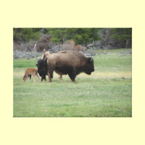 Bison - Bison canvas prints