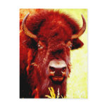 Bison / Buffalo Face postcards