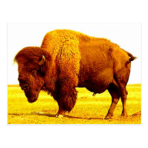 Bison / Buffalo Post Card