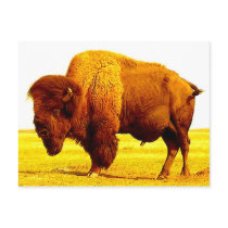 Bison / Buffalo Post Card