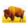 Bison / Buffalo Post Card