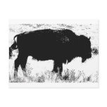 Bison - Buffalo Postcards