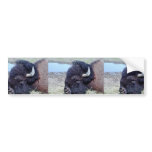Bison Bumper Sticker