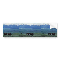 Bison Bumper Sticker