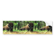 Bison Bumper Sticker