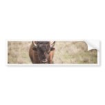 bison bumper stickers