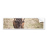 bison bumper stickers