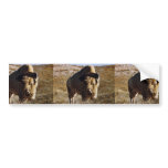 Bison Bumper Sticker