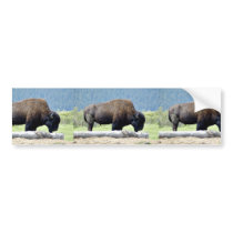Bison Bumper Sticker