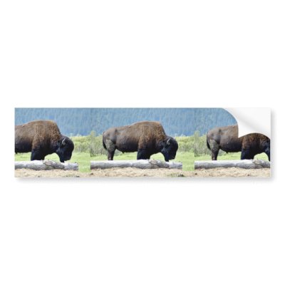 Bison Bumper Sticker by animalpark