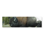 Bison  Bumper Stickers