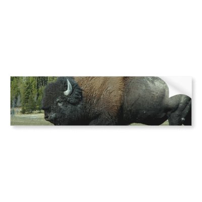 Bison  Bumper Stickers by WildlifeAnimals