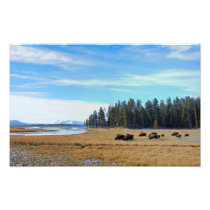 Bison by Yellowstone River Photo Print