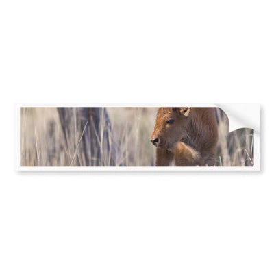 bison calf bumper stickers by jeanro