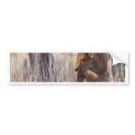 bison calf bumper stickers