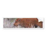 Bison Calf Bumper Sticker